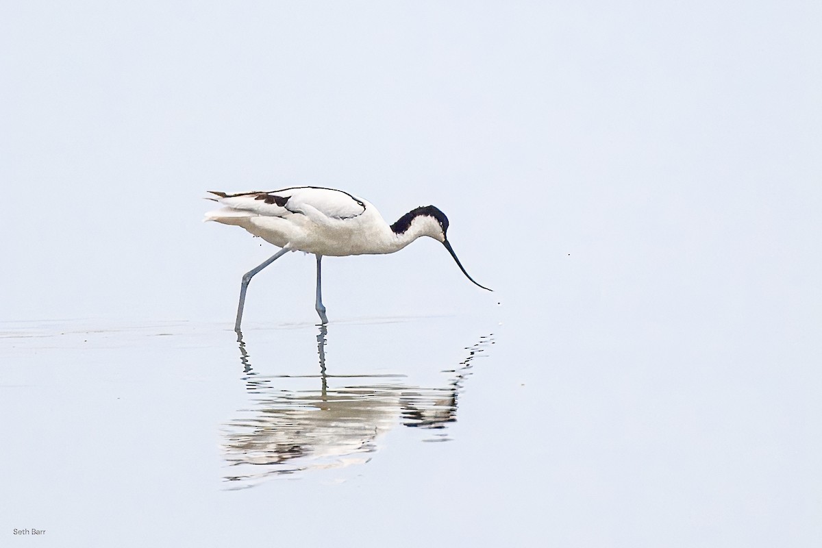 Pied Avocet - ML638537376