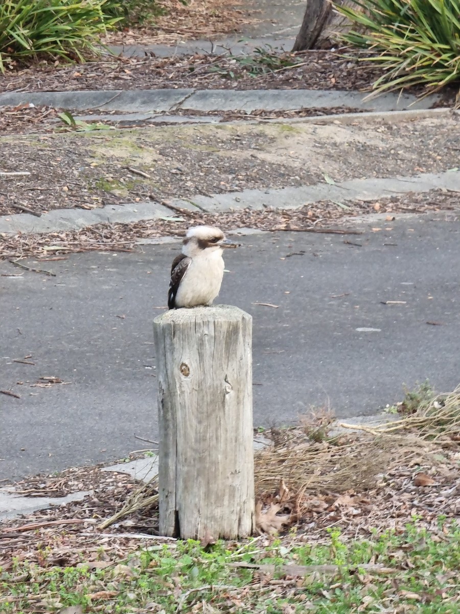 Laughing Kookaburra - ML638537381