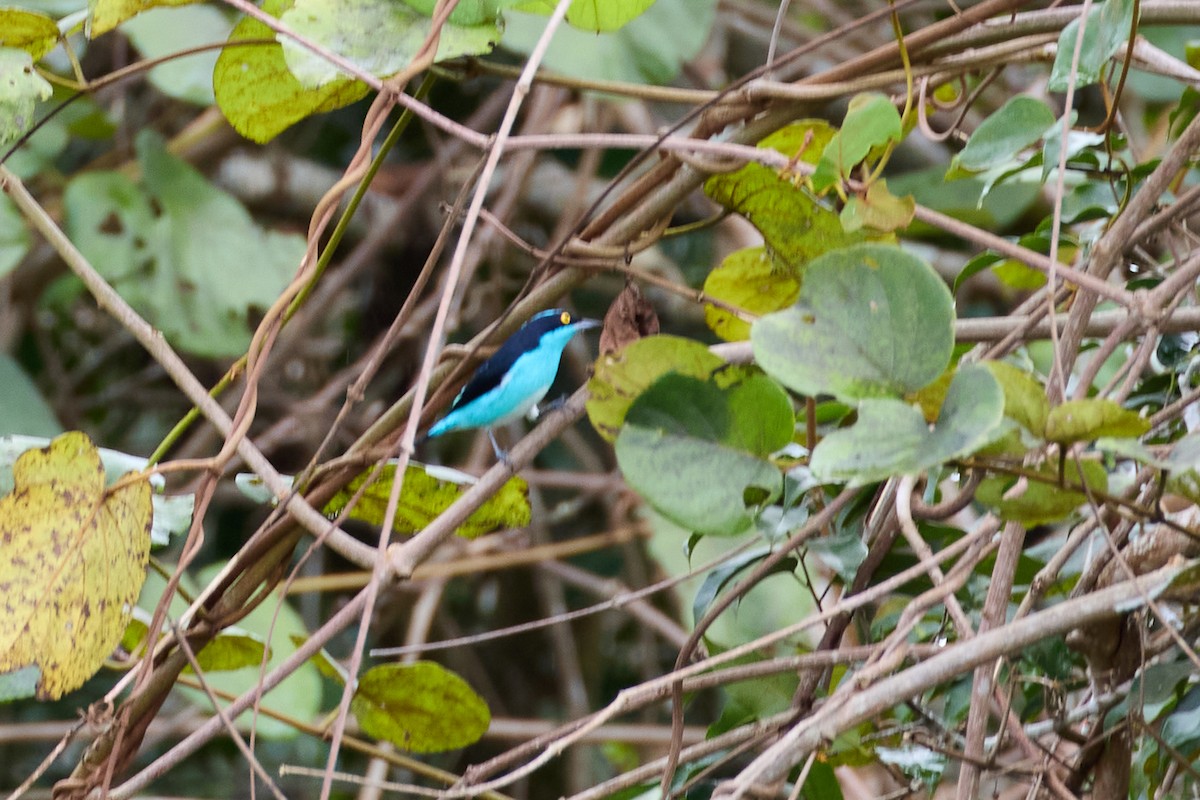 Black-faced Dacnis - ML638537391