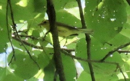 Hooded Warbler - ML638537392