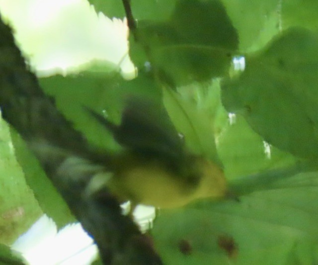 Hooded Warbler - ML638537393