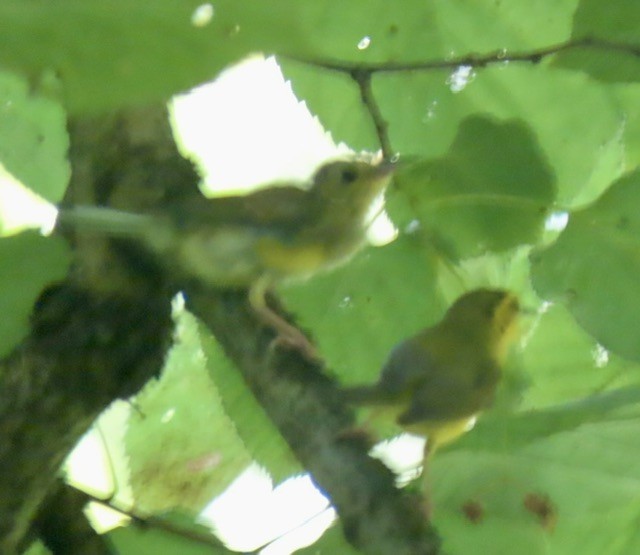 Hooded Warbler - ML638537394