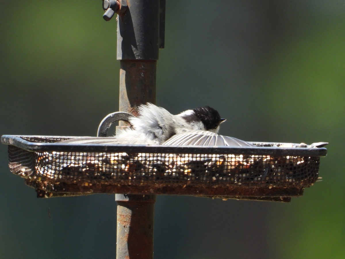 Carolina Chickadee - ML638537414
