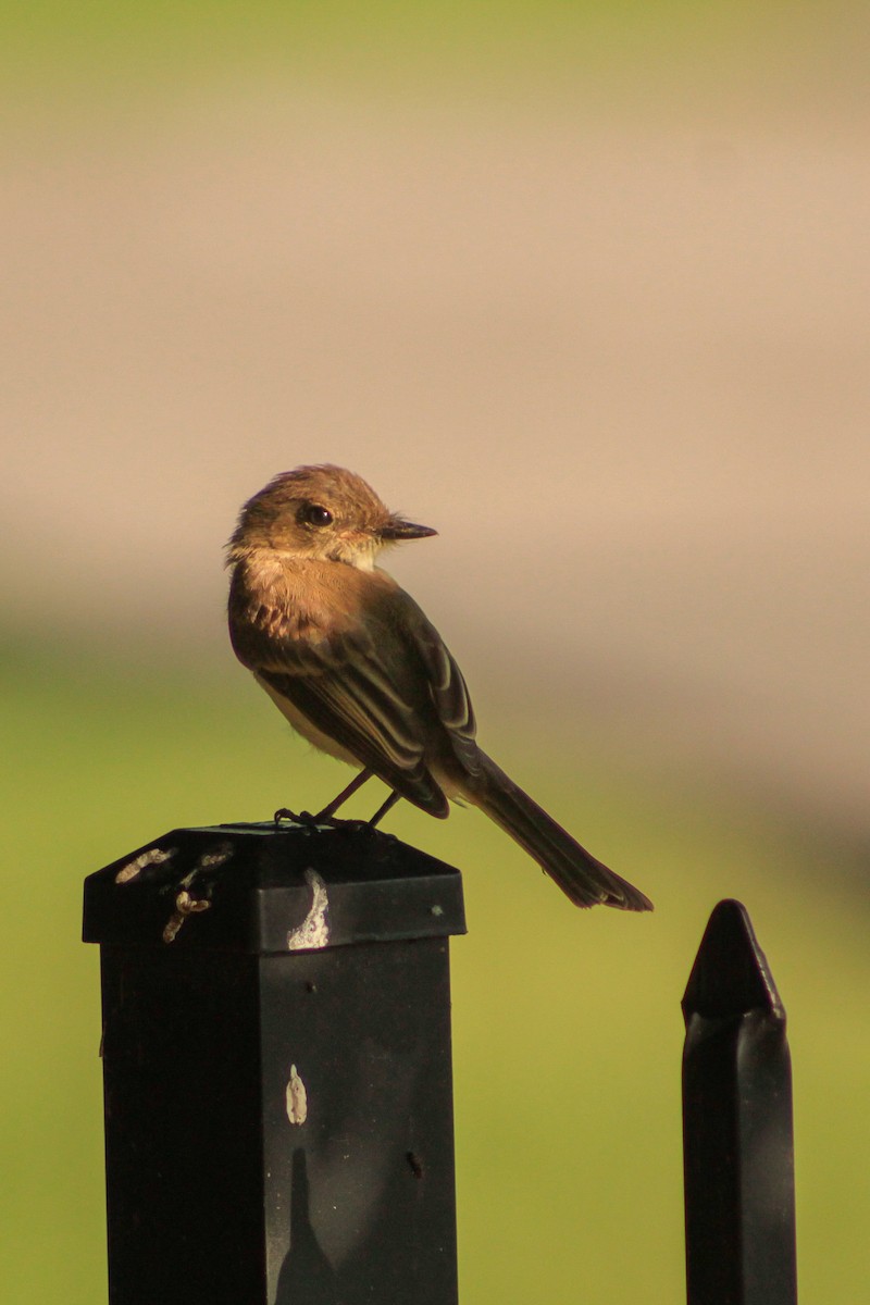Acadian Flycatcher - ML638537425