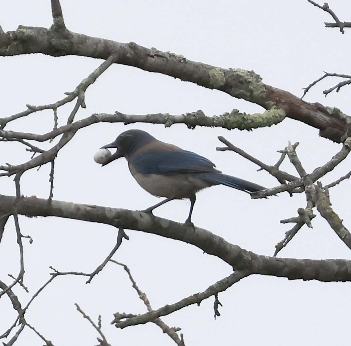 California Scrub-Jay - ML638537459