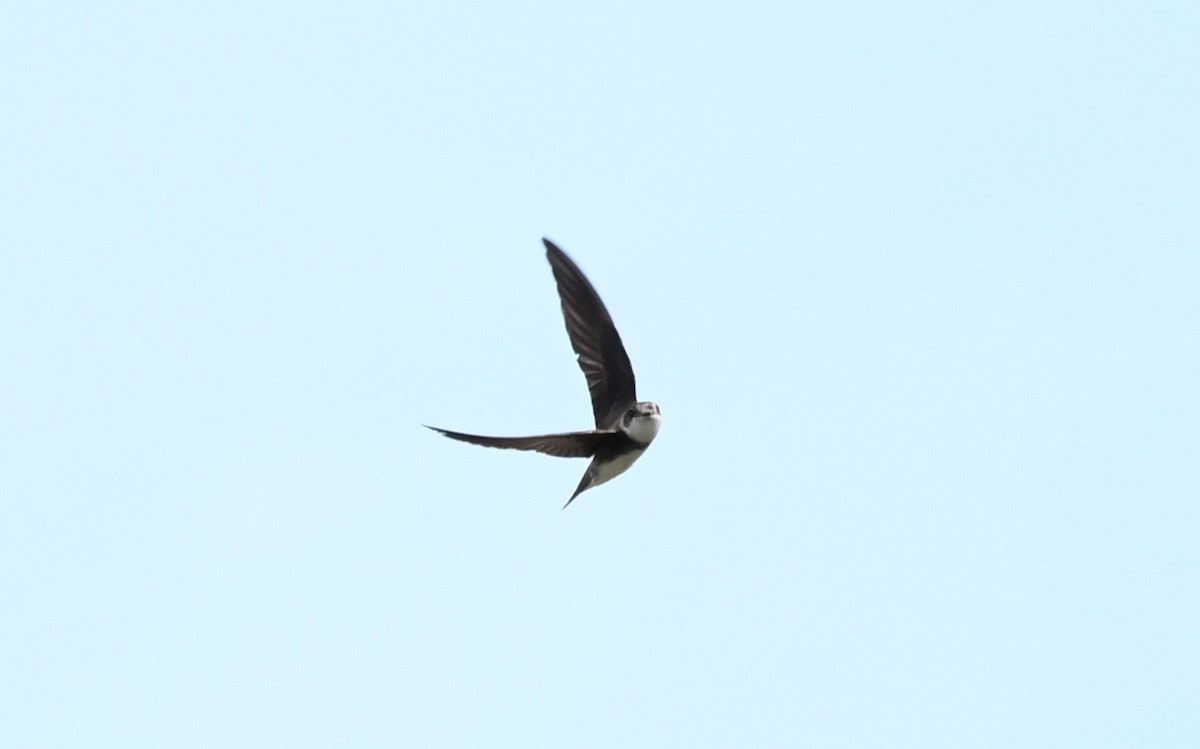 Bank Swallow - ML638537488