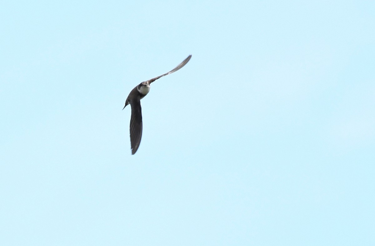 Bank Swallow - ML638537489