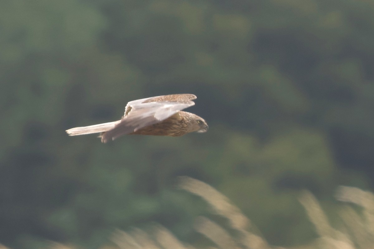 Western Marsh Harrier - ML638537506