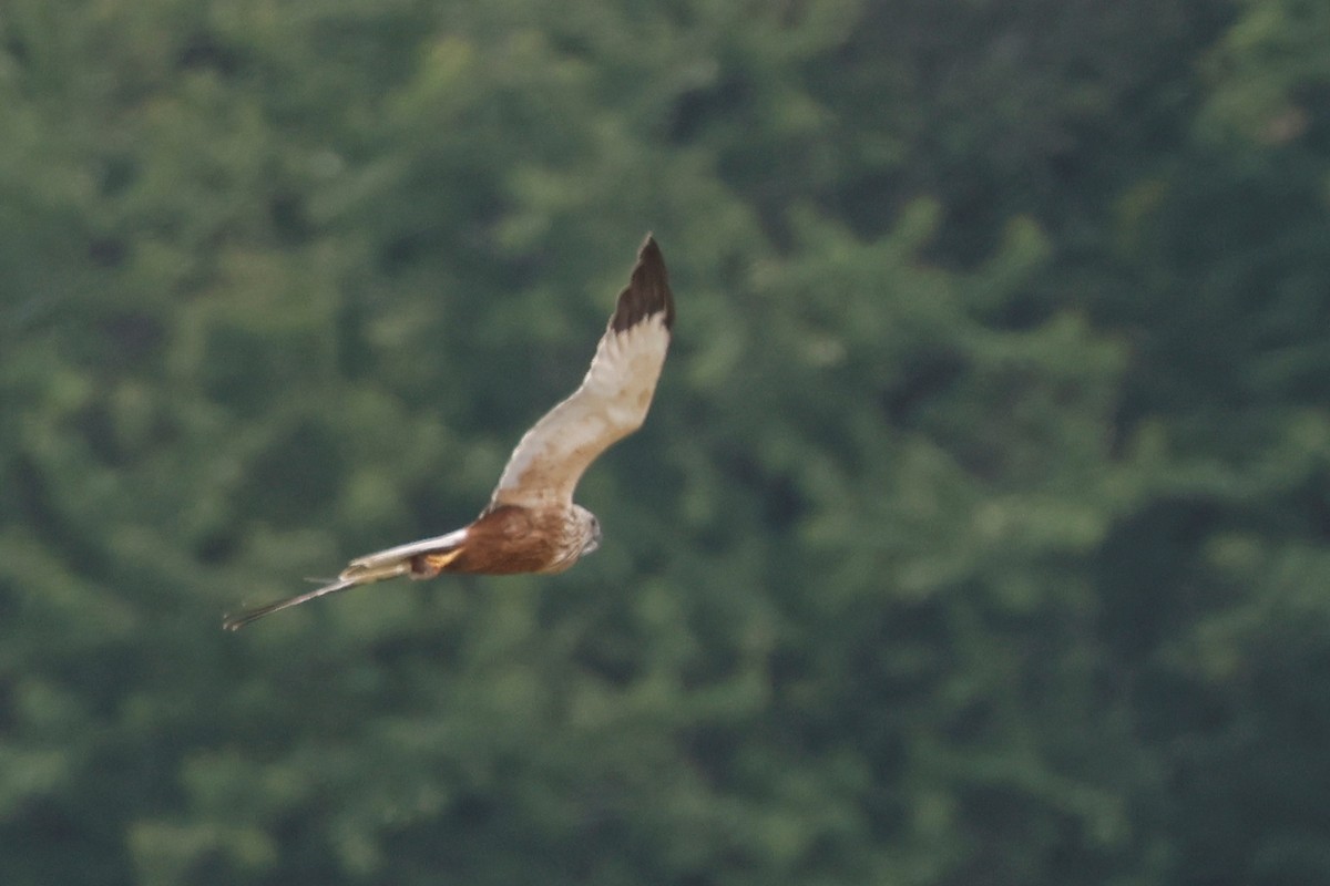 Western Marsh Harrier - ML638537508