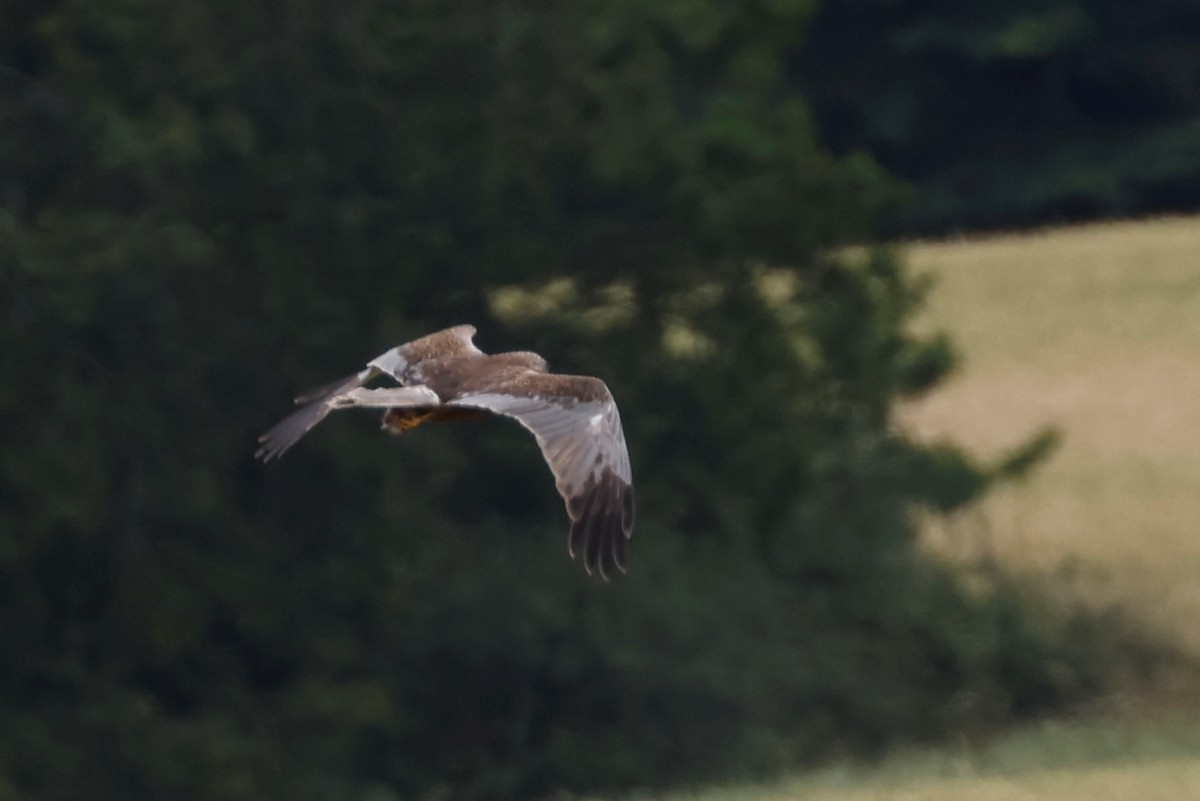 Western Marsh Harrier - ML638537509