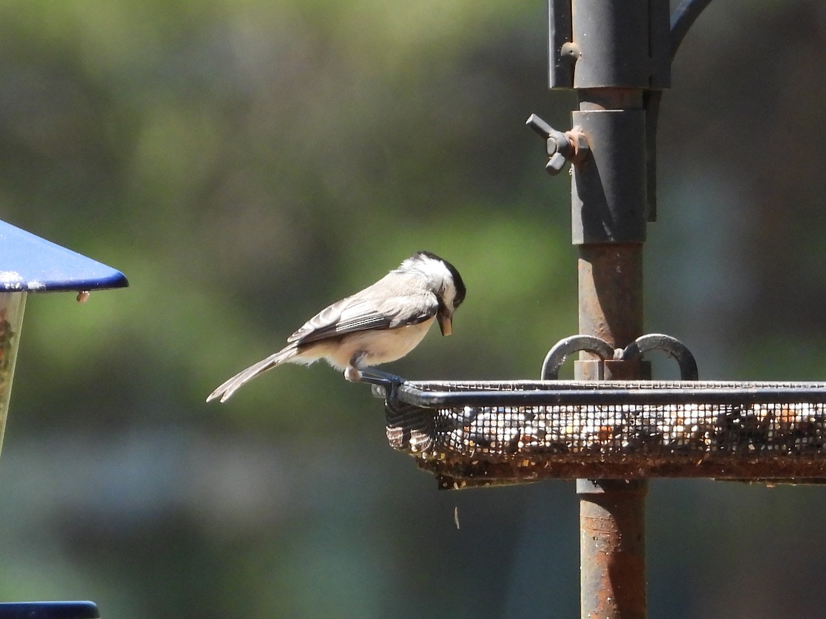 Carolina Chickadee - ML638537512
