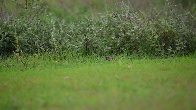 Rain Quail - ML638537549