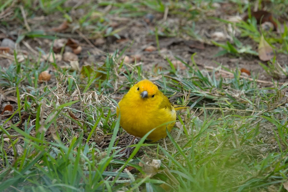 Saffron Finch - ML638537559