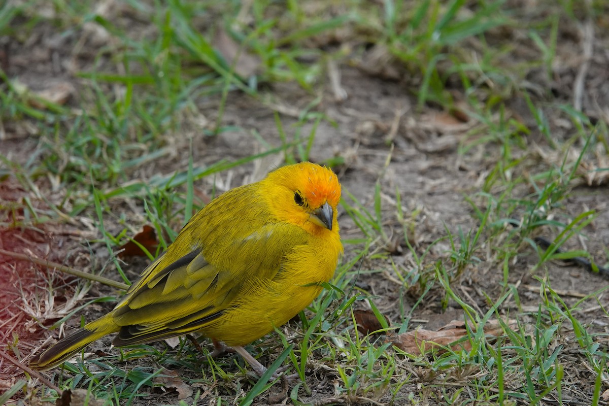 Saffron Finch - ML638537560