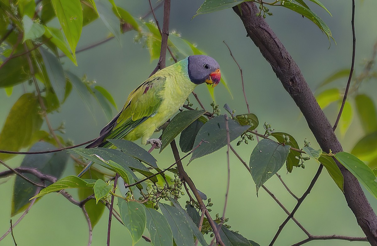 Gray-headed Parakeet - ML638537568