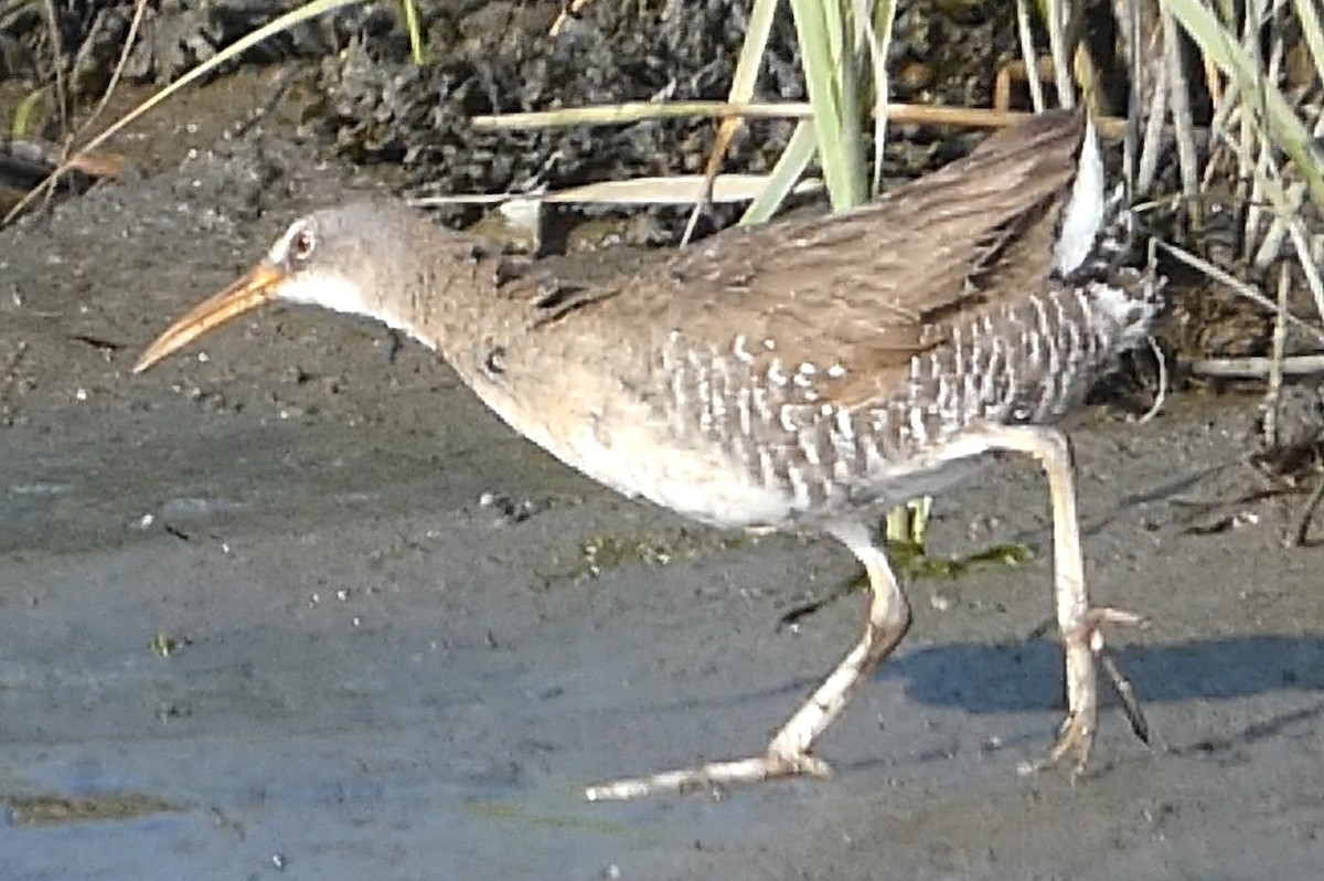 Clapper Rail - ML638537589