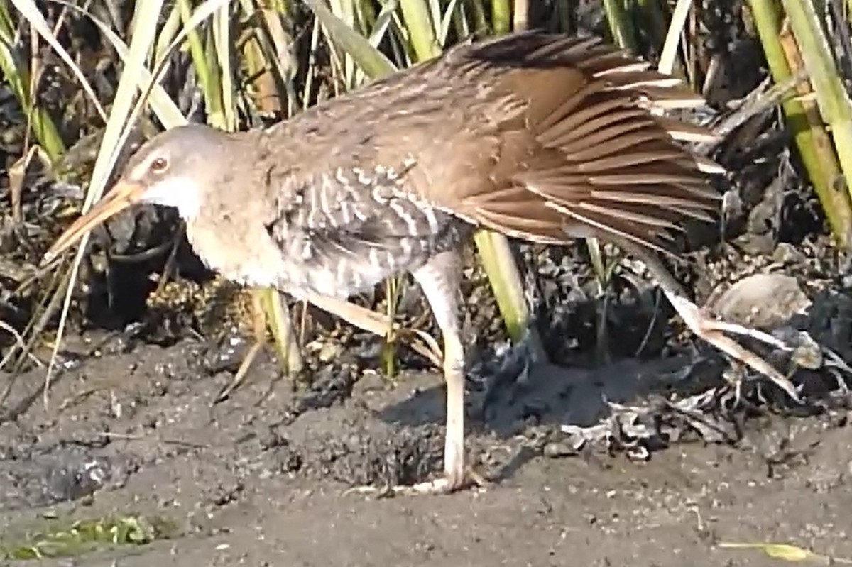 Clapper Rail - ML638537590