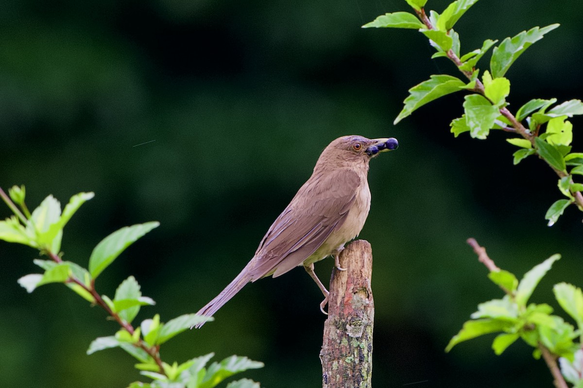 Clay-colored Thrush - ML638537595