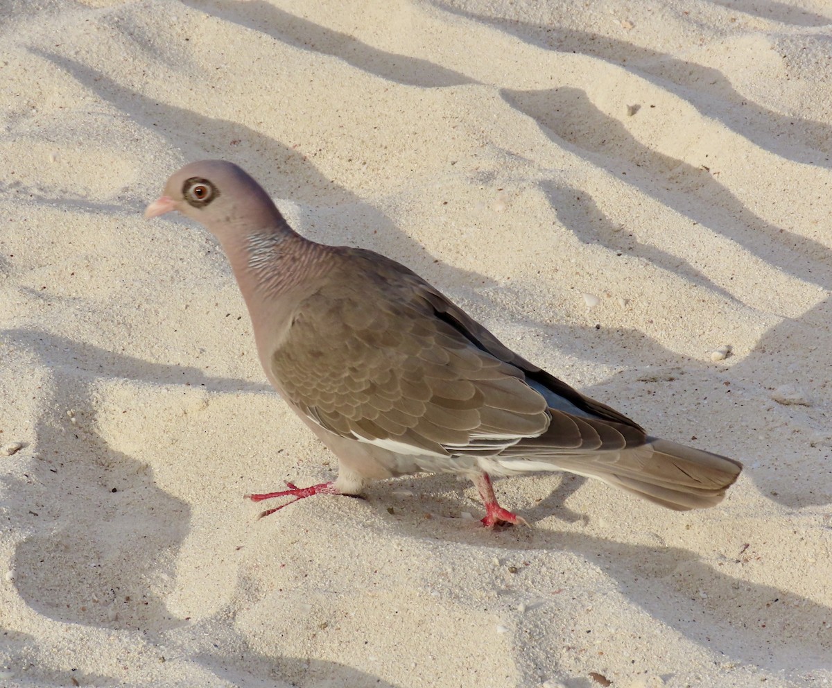 Bare-eyed Pigeon - ML638537659