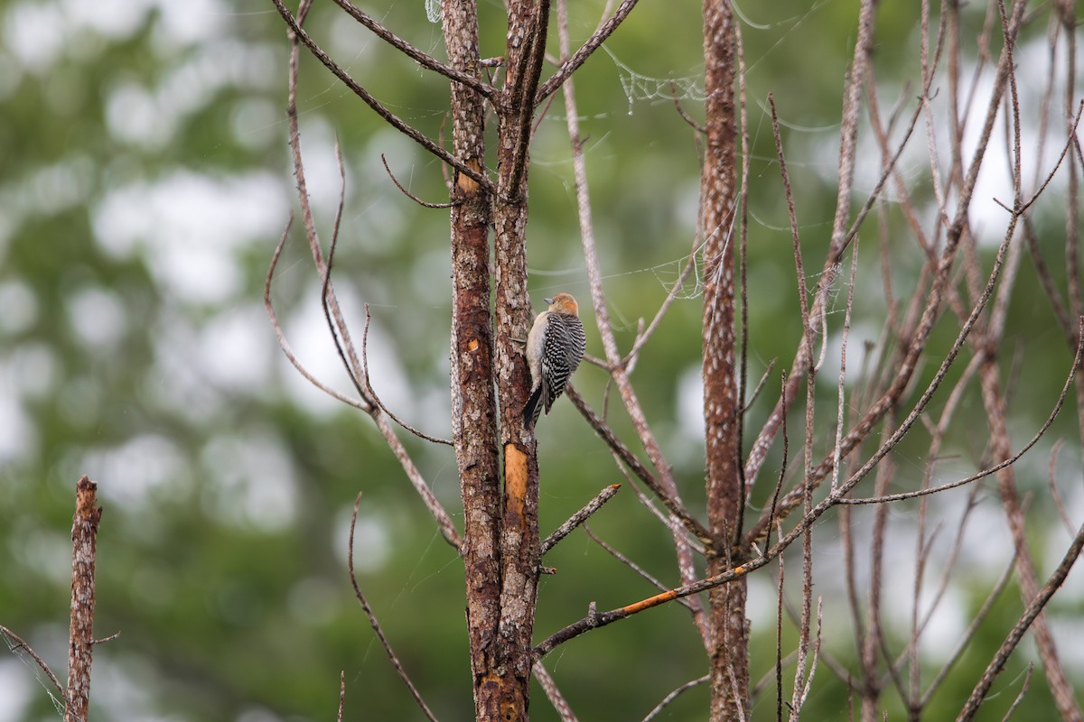 Red-bellied Woodpecker - ML638537679