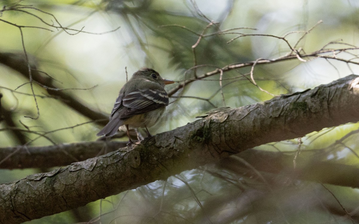 Acadian Flycatcher - ML638537680