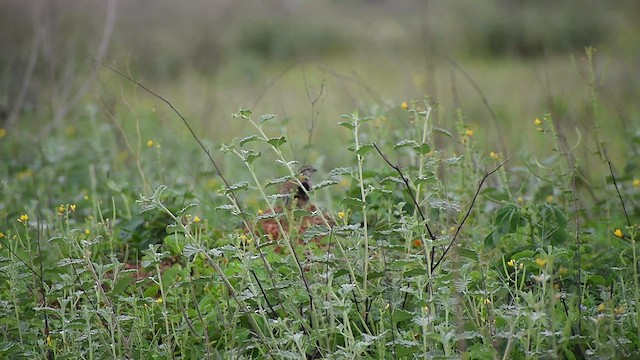 Rain Quail - ML638537684