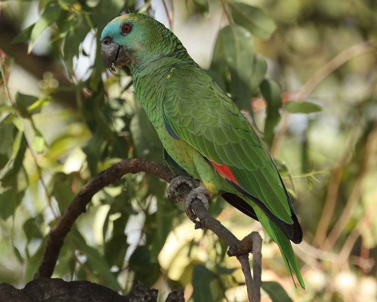 Amazone à front bleu - ML638537693