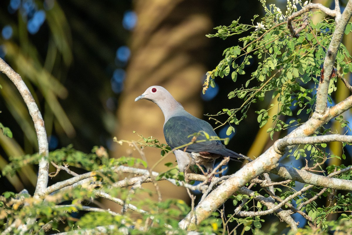 Green Imperial-Pigeon - ML638537700