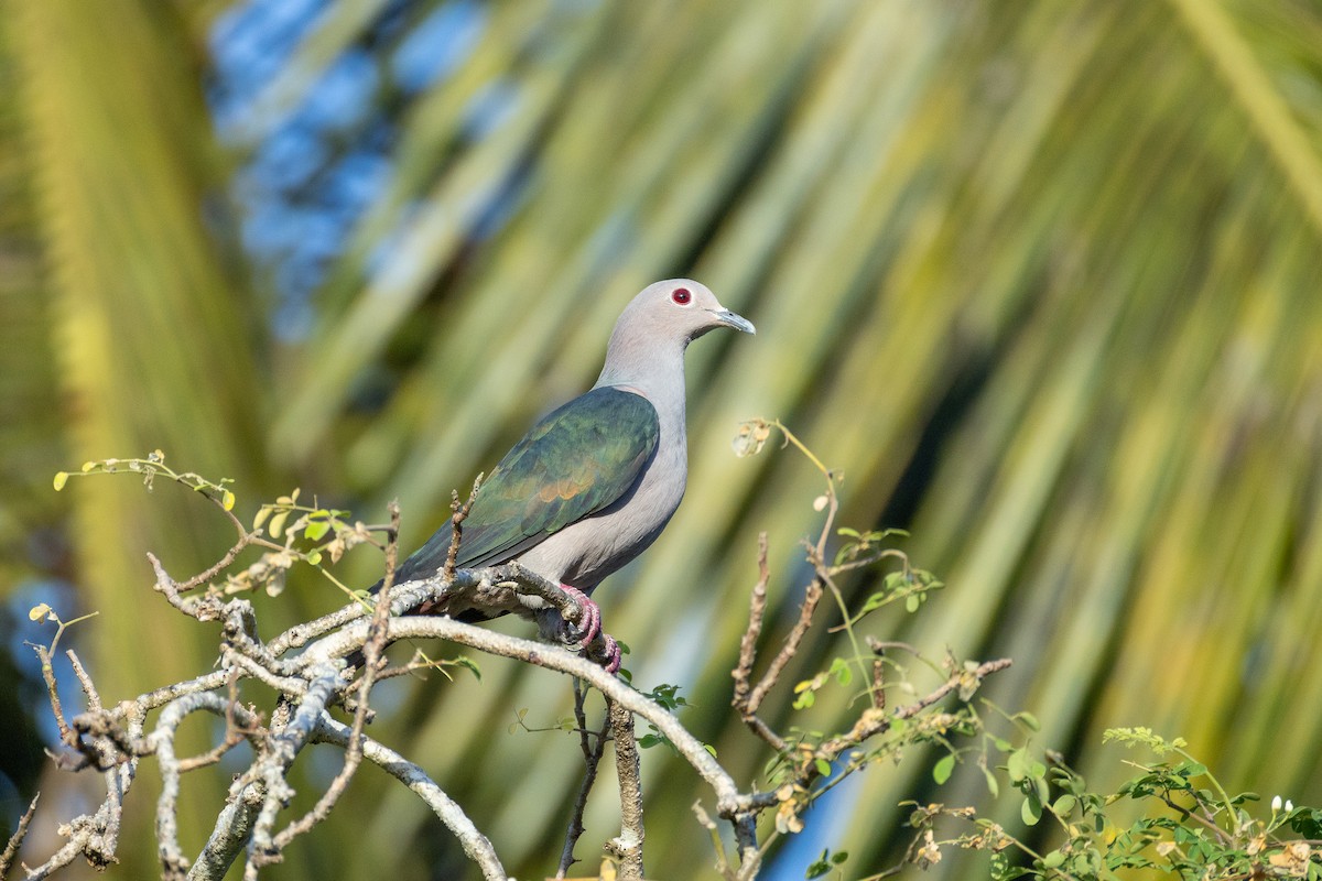 Green Imperial-Pigeon - ML638537701