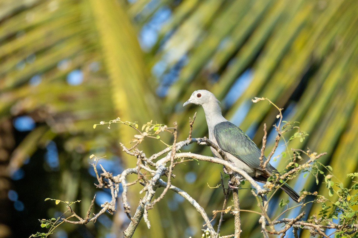 Green Imperial-Pigeon - ML638537702