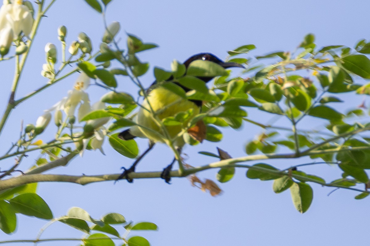 Purple-rumped Sunbird - ML638537728