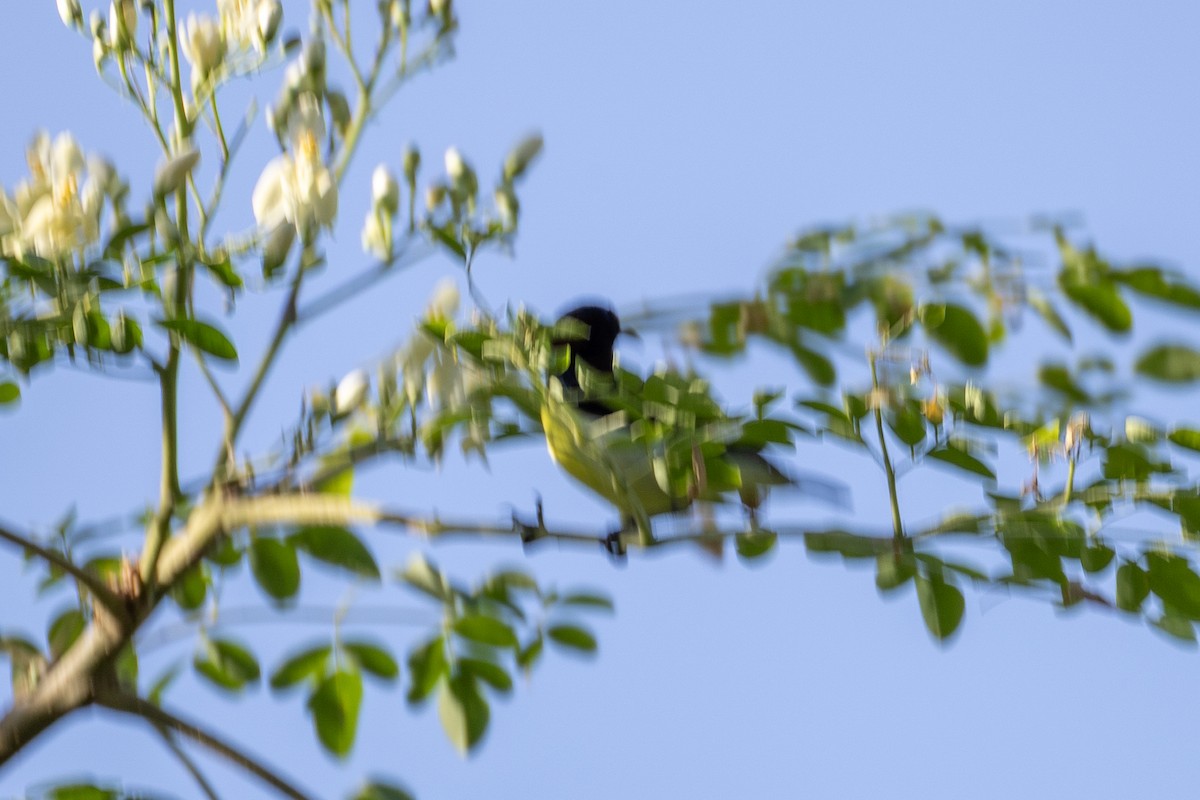 Purple-rumped Sunbird - ML638537729