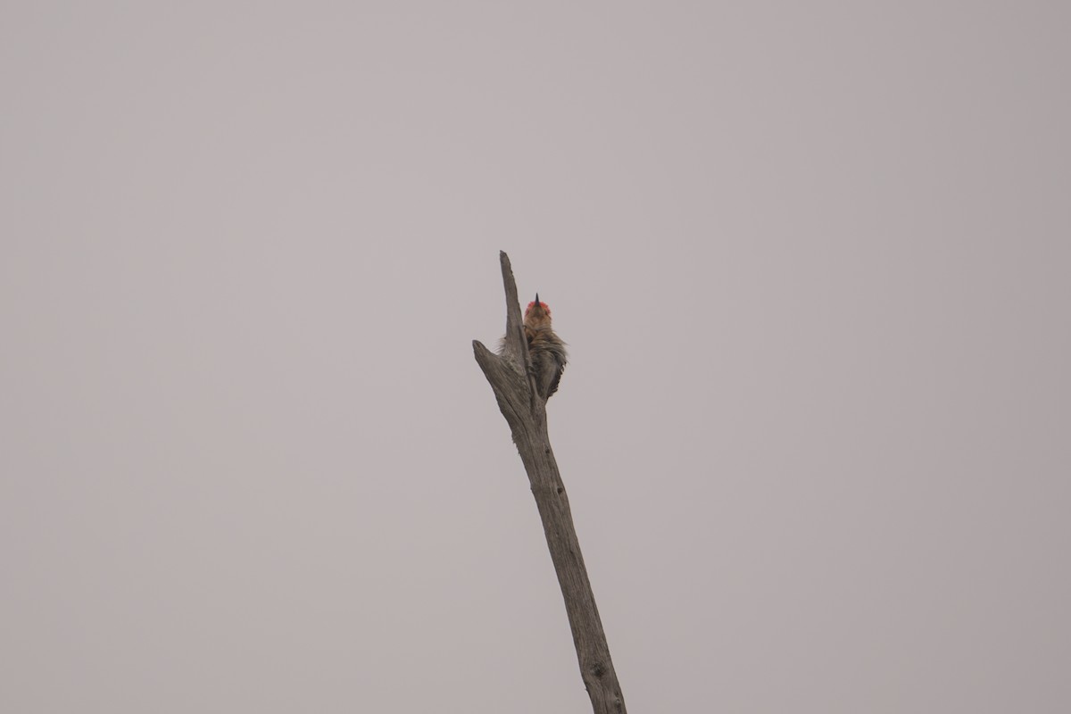 Red-bellied Woodpecker - ML638537748