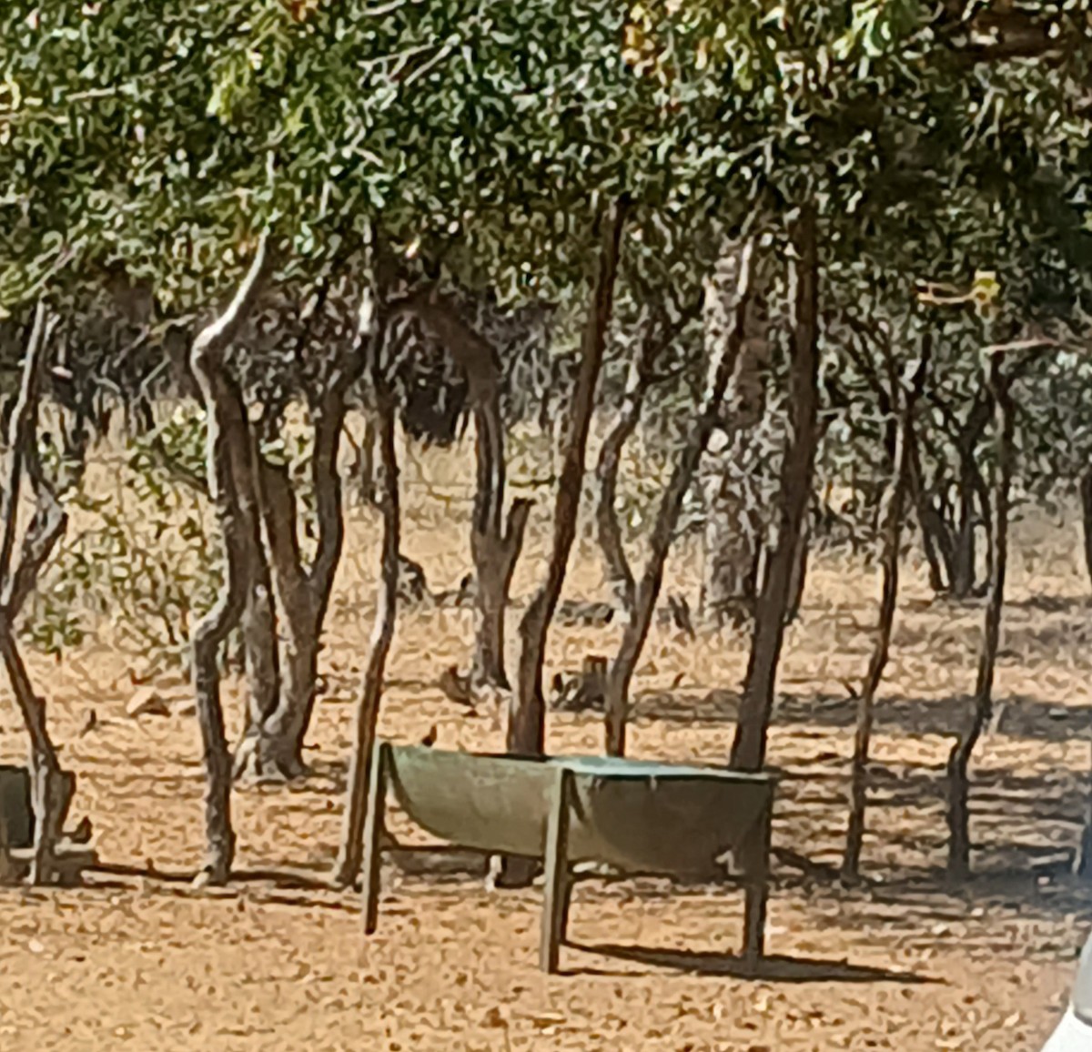 Green-winged Pytilia - ML638537749