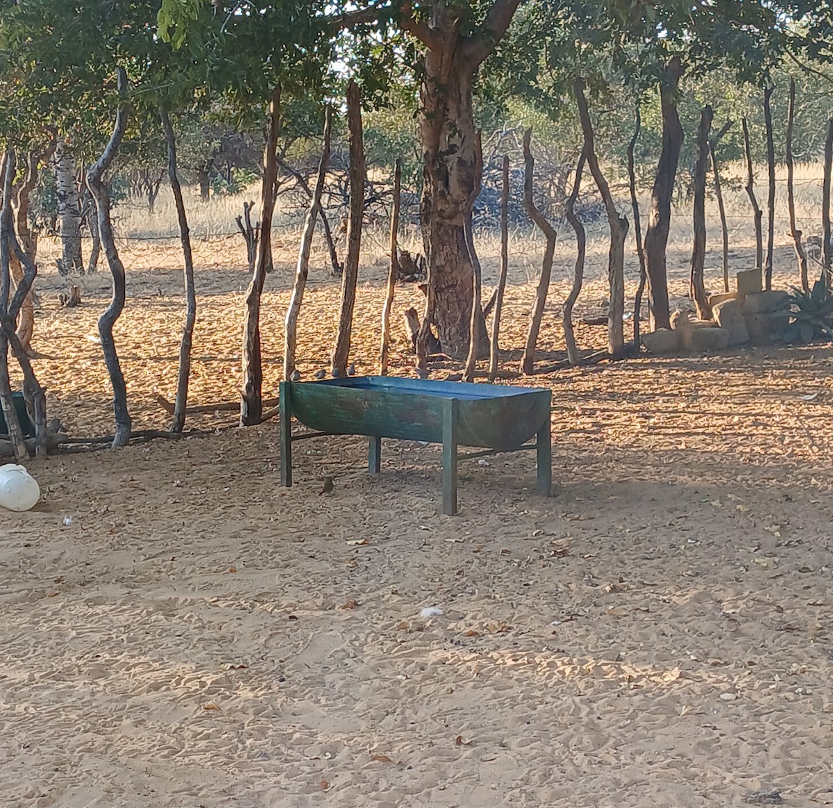 Green-winged Pytilia - ML638537750