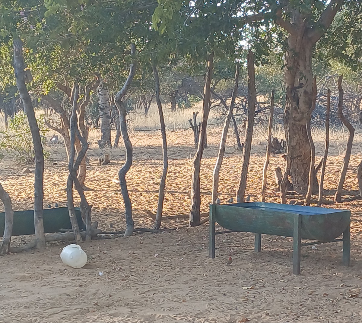 Green-winged Pytilia - ML638537751