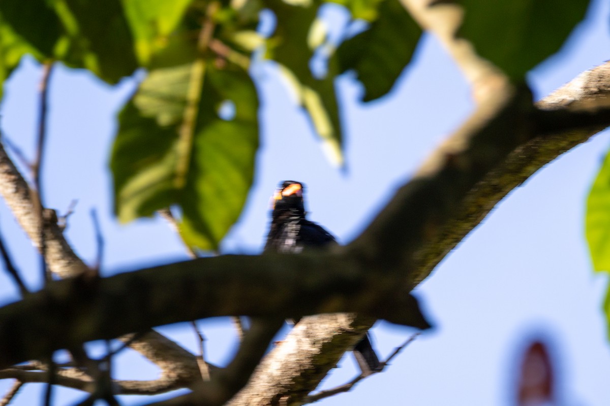 Southern Hill Myna - ML638537752