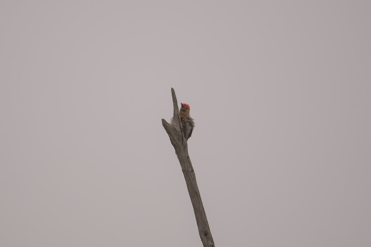 Red-bellied Woodpecker - ML638537754