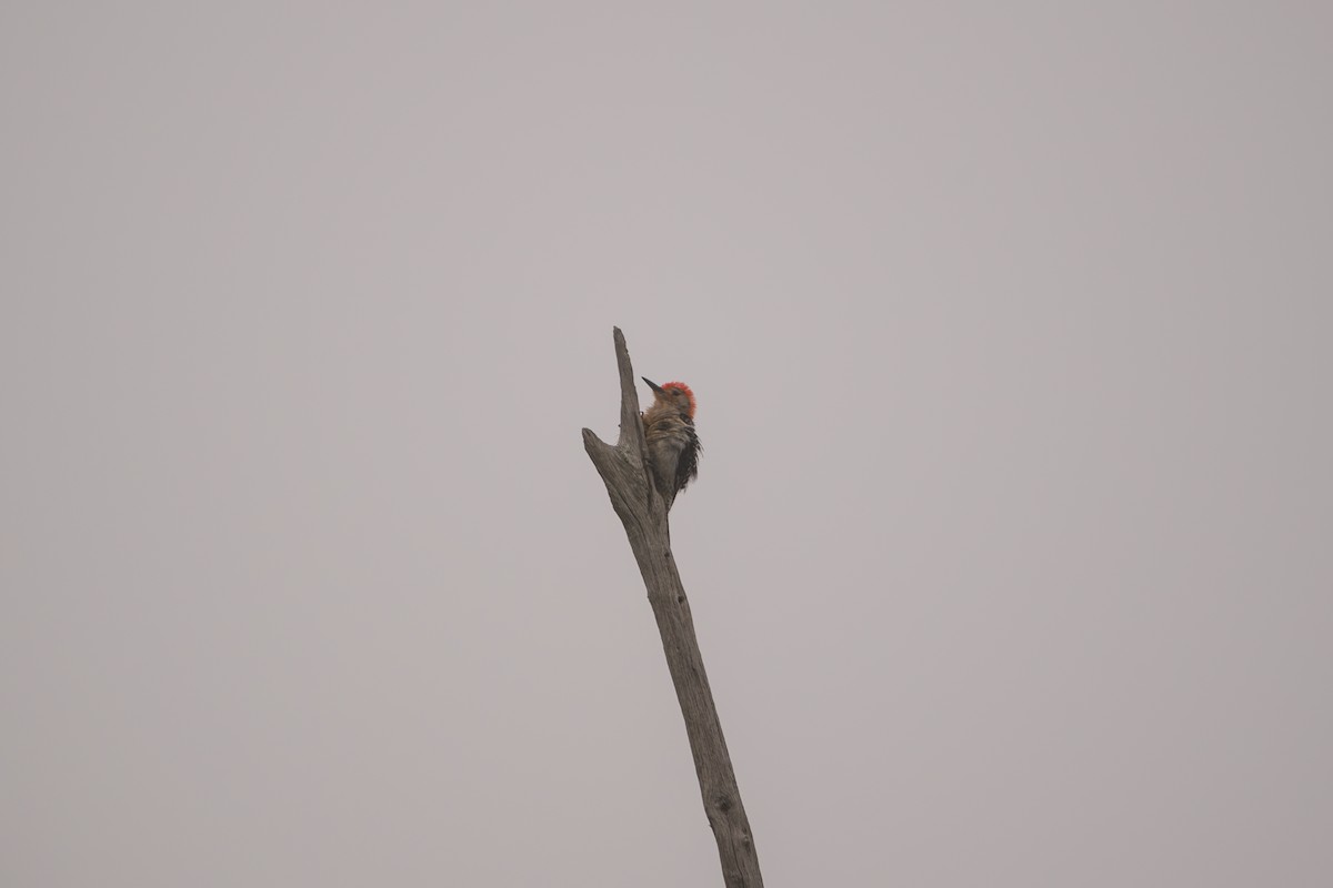 Red-bellied Woodpecker - ML638537756
