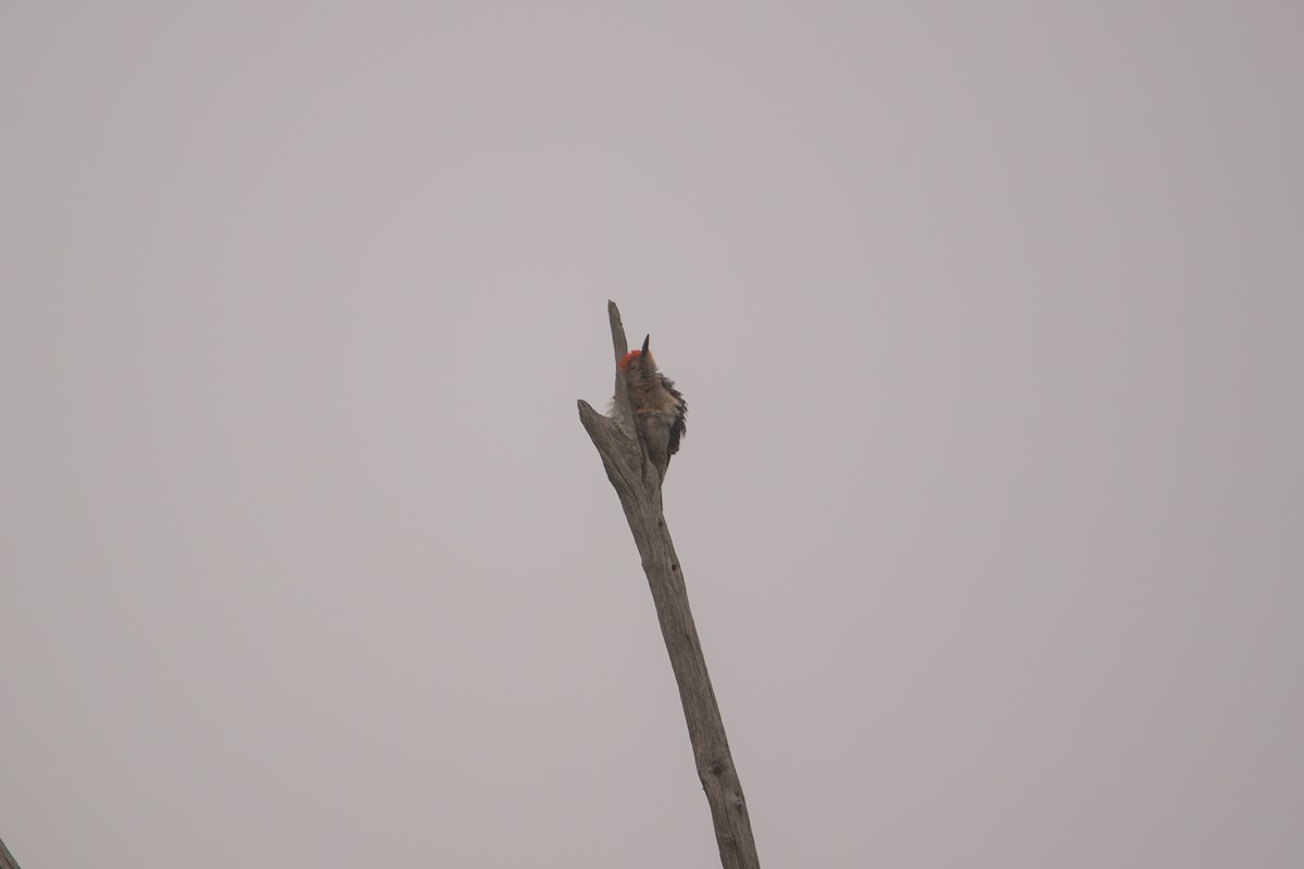 Red-bellied Woodpecker - ML638537758