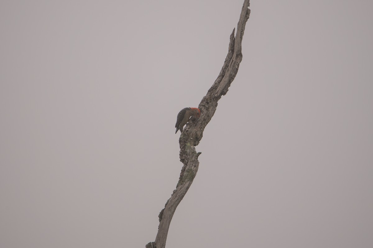 Red-bellied Woodpecker - ML638537765