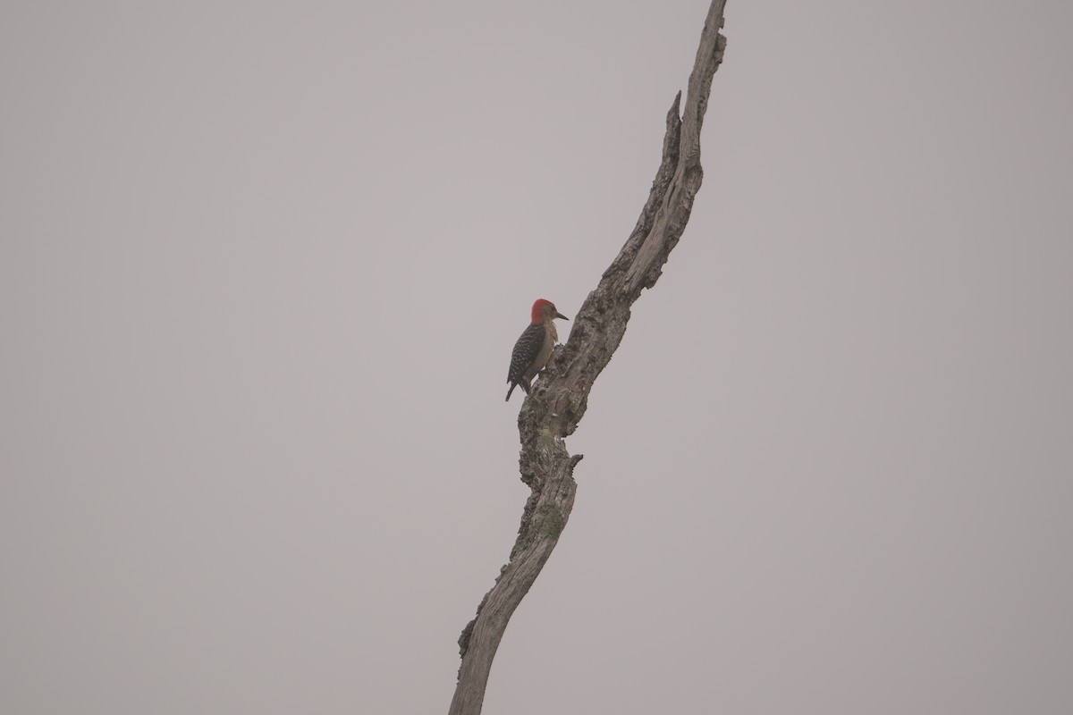 Red-bellied Woodpecker - ML638537768
