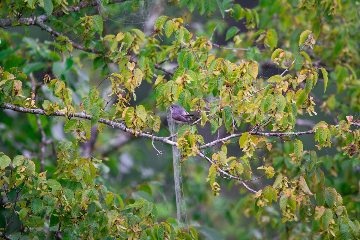 Blue-gray Gnatcatcher - ML638537779
