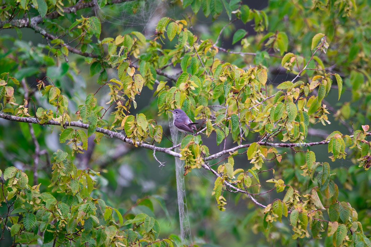 Blue-gray Gnatcatcher - ML638537786