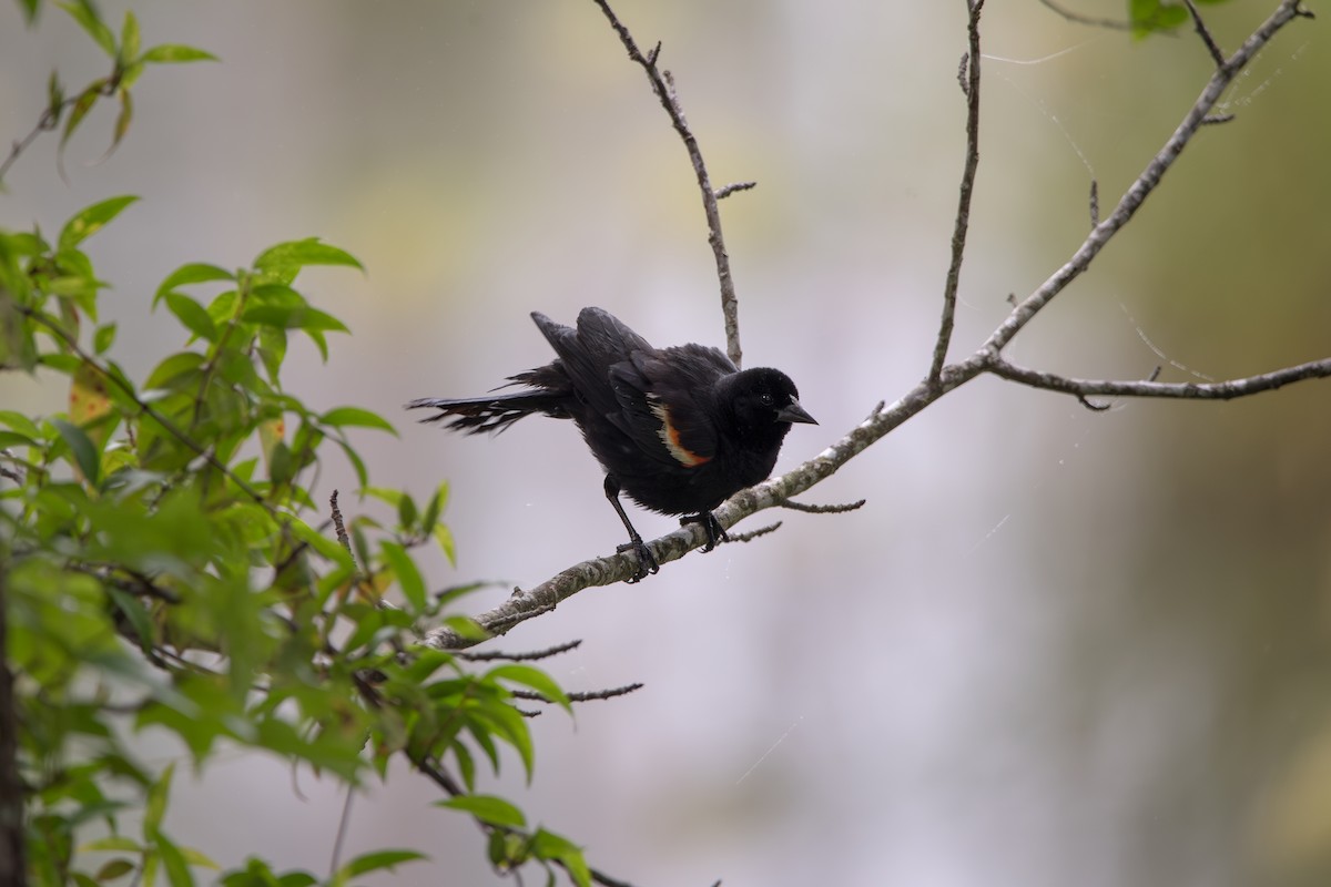 Red-winged Blackbird - ML638537789