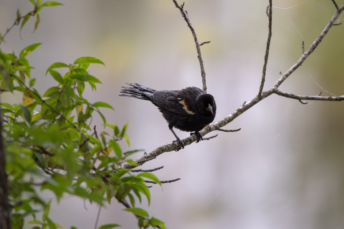 Red-winged Blackbird - ML638537792