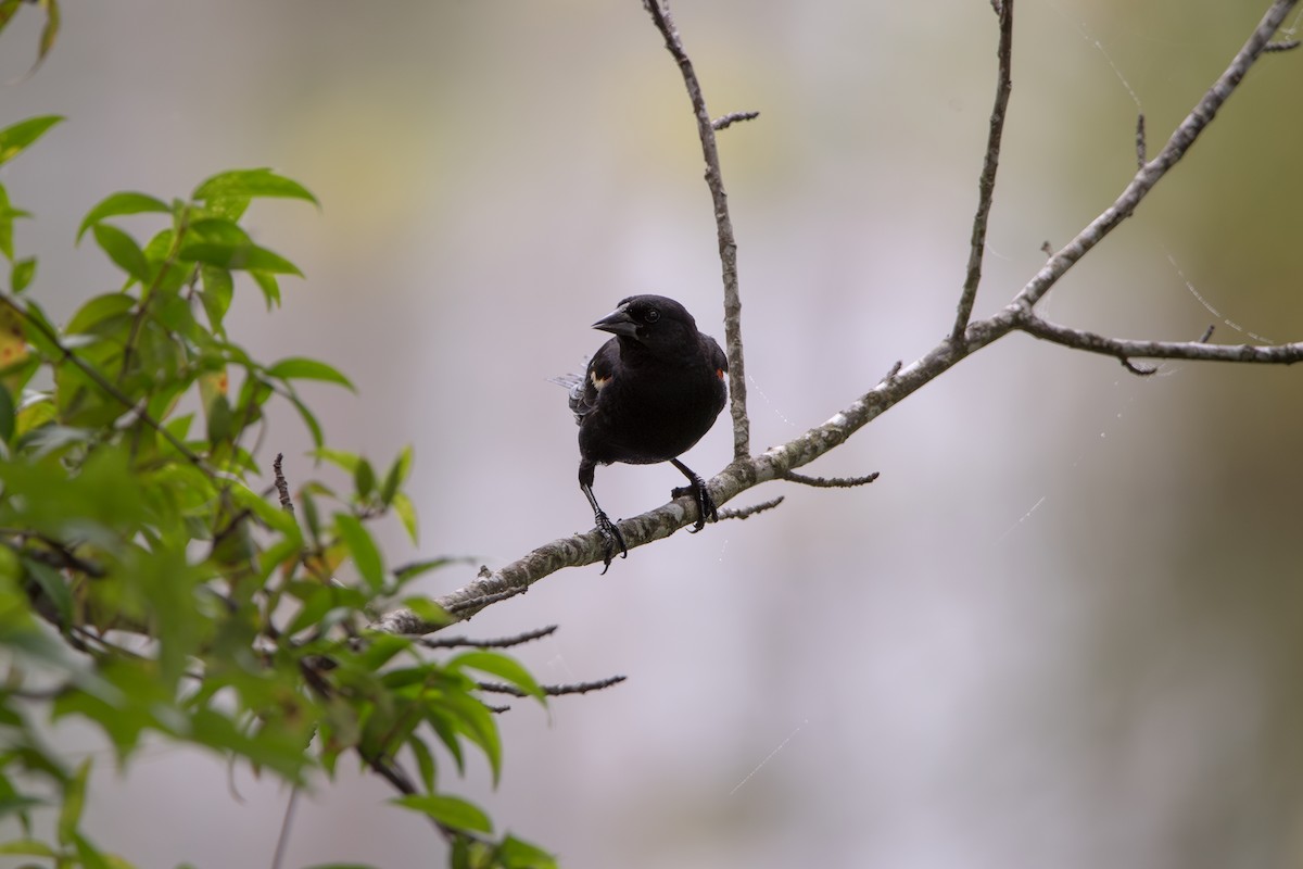 Red-winged Blackbird - ML638537794