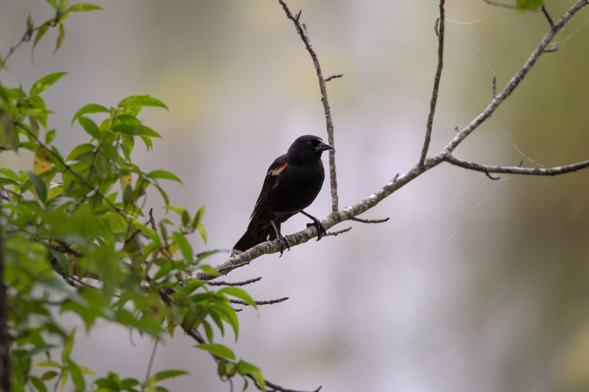 Red-winged Blackbird - ML638537795
