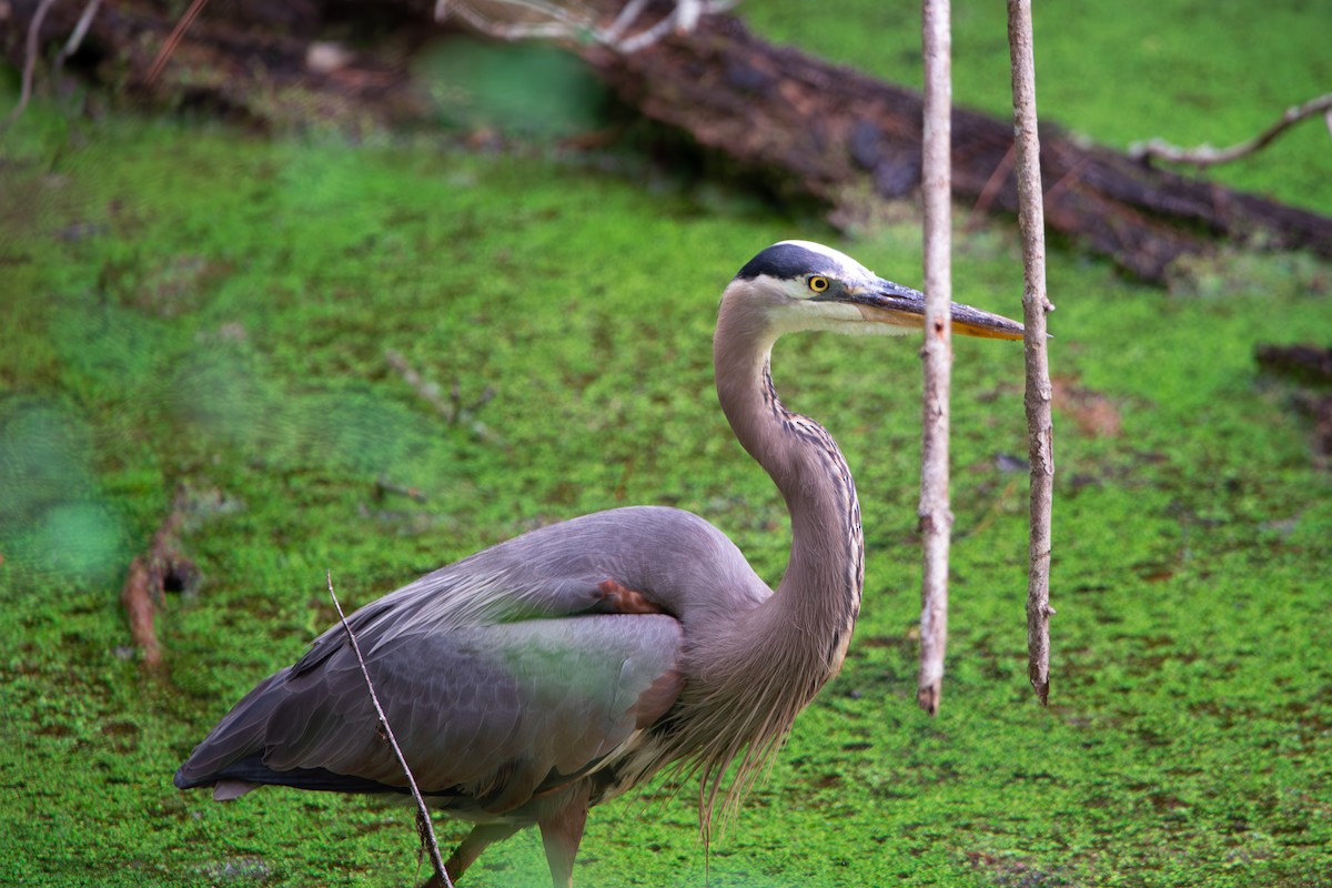 Great Blue Heron - ML638537804
