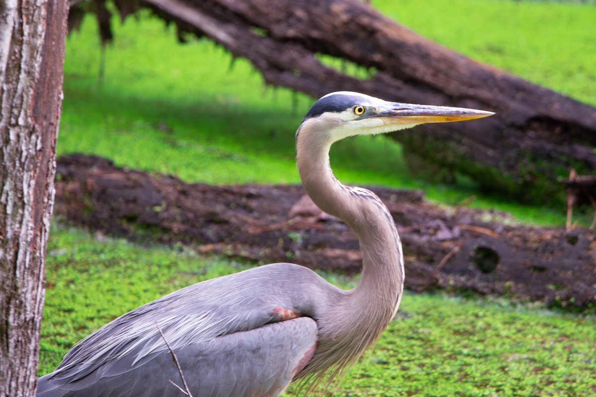 Great Blue Heron - ML638537805